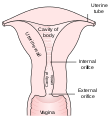 Posterior half of uterus and upper part of vagina.