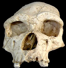 Homo erectus koponya