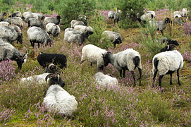 Les races rustiques entretiennent la flore des landes acides.