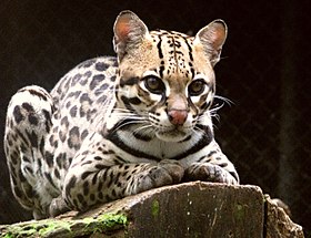 Jaguatirica, Leopardus pardalis