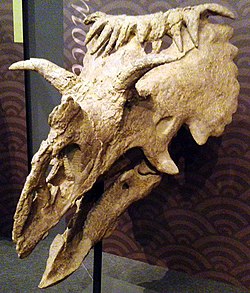 コスモケラトプス