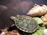 Vue complète de Trachemys scripta troostii.