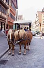 Pferdewagen für Touristen