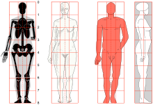 Proporzioni del corpo umano utilizzabili in un disegno.