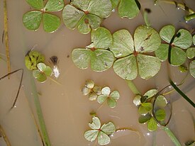 Marsilea strigosa