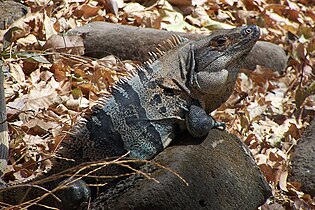 An adult male "Blue Iguana" basking in Santa Rosa National Park, Costa Rica.