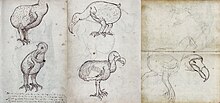 صفحات من مجلة تحتوي على رسومات لطيور الدودو الحية والميتة