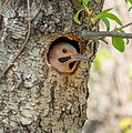 Image 65Northern flicker looking out from its nest in the Central Park North Woods