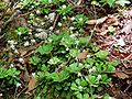 Saxifraga cuneifolia