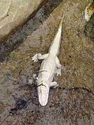 Un des alligators d'Amérique albinos.