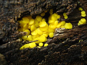 Helotiaceae Bisporella citrina