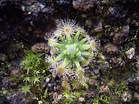 Drosera platystigma