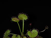 Drosera prolifera