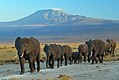 Elefantn in n Amboseli Nazionalpoak min Kilimanjar in n Hintagrund.