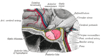 Podmozgová žľaza z Grayovej anatómie
