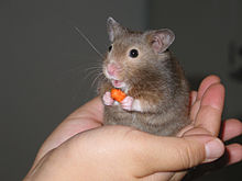 Petit hamster dans une main
