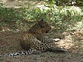 Leopardo en SGNP
