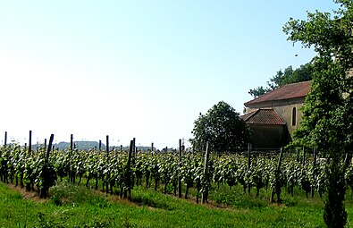 Gros plan sur une vigne de l'AOC Madiran.