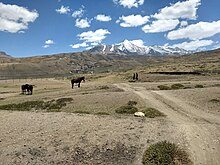Paysage de montagne désertique froide avec des chevaux en arrière-plan