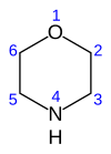 numbered skeletal formula of the morpholine molecule