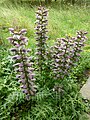 Acanthus spinosus.