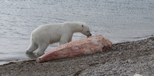 Polar bear feeding/scavenging on a beached narwhal carcass.
