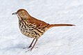 Image 43Brown thrasher (snow-nosed variety) in Central Park