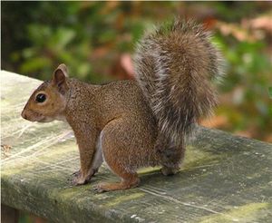 Grä buumkaat (Sciurus carolinensis)