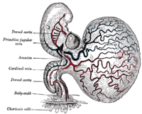 Menselijk embryo van ongeveer 28 dagen oud met een dooierzak