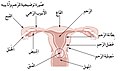 رحم وقناتي فالوب.