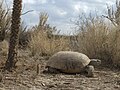 Tortuga del Bolsón de Mapimi (Gopherus flavomarginatus).