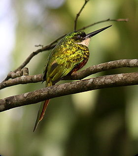 Galbula ruficauda em Morne La Croix, em Trindade