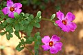 Portulaca flowers