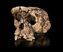 Crâne d'un squelette préhistorique