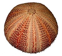 Sea urchin test - each white band is the location of a row of tube feet; each pair of white bands is called an ambulacrum. With five such ambulacra, the fivefold symmetry reveals a kinship with sea stars.