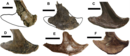 CMN 8902 (A) compared with other ornithomimosaurs (B-F)