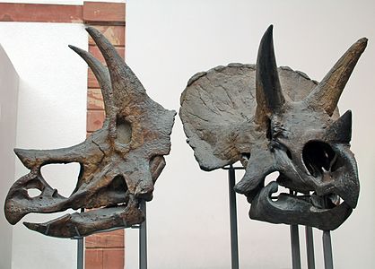 Crâne de Triceratops.