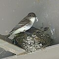 Adult removing fecal sac of a fledgling