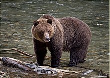 un ours marchant dans une rivière avec un tronc d'arbre flottant à ses pieds.