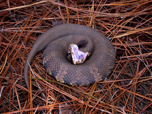 Surpris, les serpents peuvent prendre une posture défensive, comme ce mocassin d'eau, et montrer leurs crochets de manière menaçante.