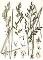 F. altissima F. arundinacea