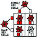 Outcomes of two sets of heterozygous red flowers, each with a one red and one white allele. Note that on average 75% of flowers will be red, and 25% will be white.