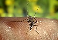 Aedes albopictus (mosquito tigre)