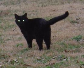 El gats negres han estat acusats durant segles de ser esperits familiars de les bruixes o de portar mala sort.