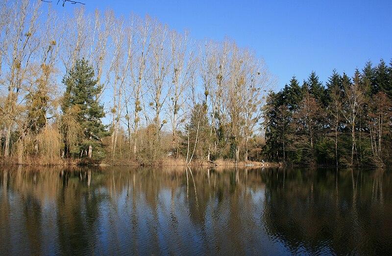 File:Etang 237.JPG