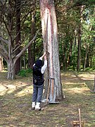 Démonstration de gemmage à la maison forestière de Leslurgues.