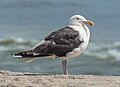Image 35Great black-backed gull in Quogue, NY
