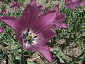 Tulipa platystigma