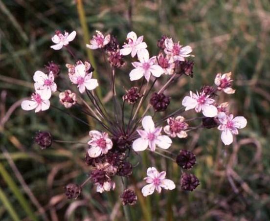 Datei:Schwanenblume.JPG