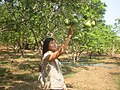 Mawlamyine Pomelo